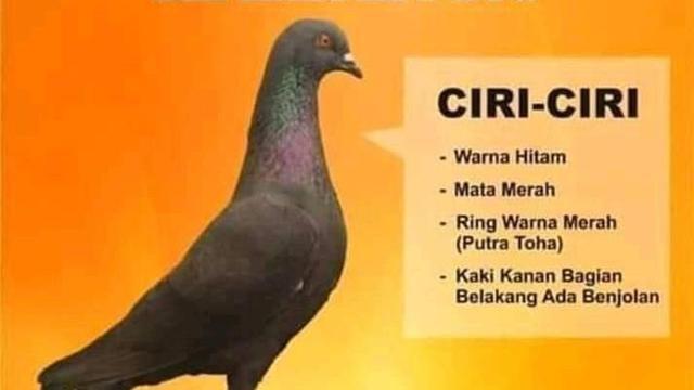 Nama Burung Dara Biar Hoki Contoh Lif Co Id